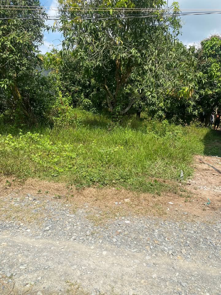 Đất nền Xã Tịnh Thới Cao Lãnh 259m² - Đường to ô tô, tiềm năng tăng giá!