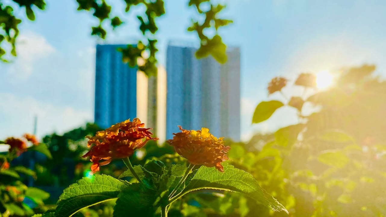 Căn hộ HH Linh Đàm 3PN 10 triệu - Tầng cao đón sáng