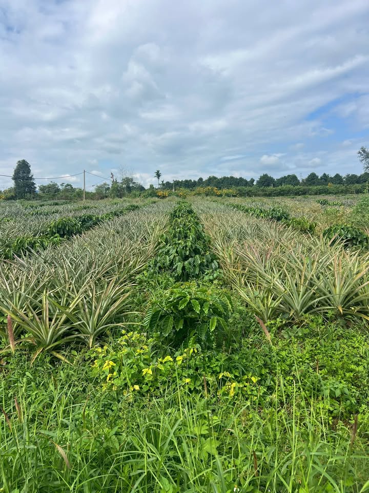 Bán 1.8ha Đất Vườn Cafe Đẹp Tại Ia Băng, Chư Prông - Giá Tốt Nhất Vùng