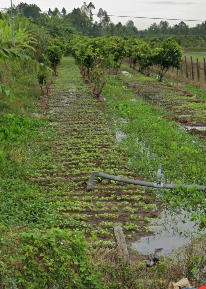 Đất nền 735m² QL54 Tân Quới Vĩnh Long - Mặt tiền kinh doanh đắc địa!