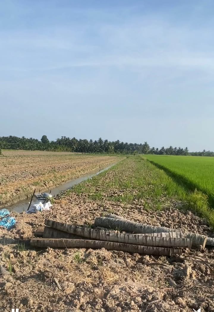 Đất ruộng Long Thới 14.000m² 3,08 tỷ - Đường to ô tô