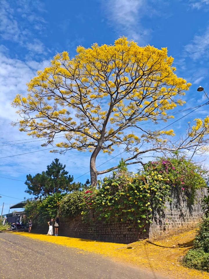 Bán Đất Full Thổ Cư Lộc An, Bảo Lộc - Sổ Hồng Riêng Từng Nền