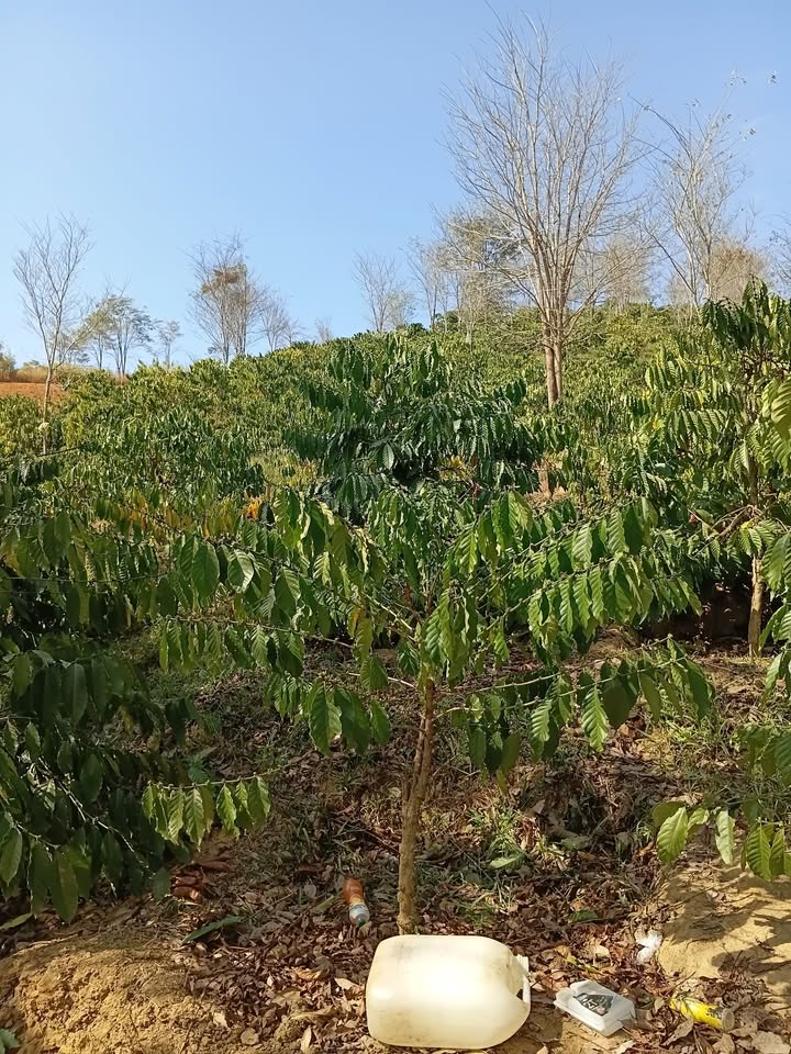 Đất Nền 1.8ha Đắk Xú, Kon Tum - 1 Tỷ, Sẵn Sàng Trồng Cà Phê