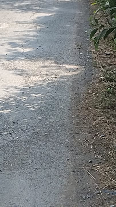 Bán đất lúa 53.000m² mặt tiền sông lớn, Tiền Giang - 11.66 tỷ