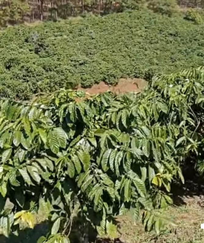 Đất vườn Liên Đầm, Di Linh 2.3ha - Sổ đỏ chính chủ, thu nhập ổn định!