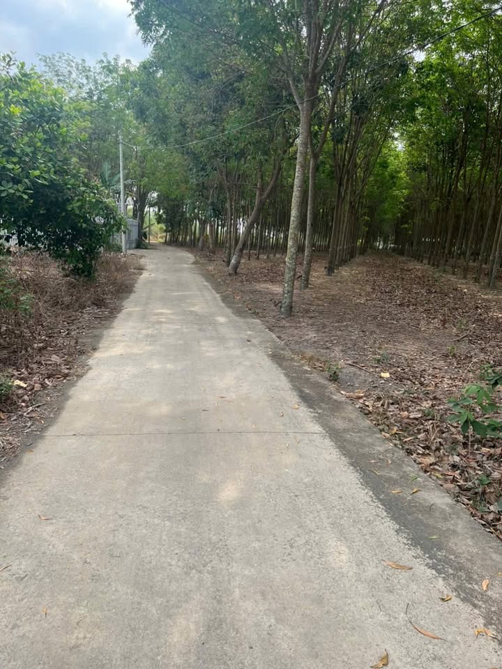 Đất thổ cư 500m² Nha Bích, Chơn Thành - Sổ hồng sẵn, giá 600 triệu