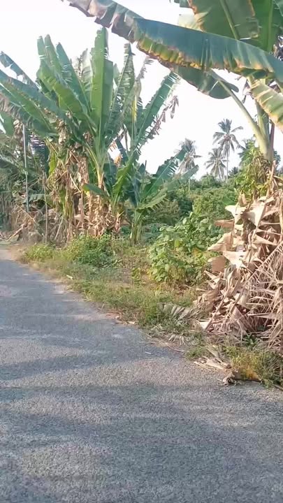 Đất Vườn Ven Sông Hậu 15500m² Tặng Nhà Cấp 4 - Cầu Kè, Trà Vinh