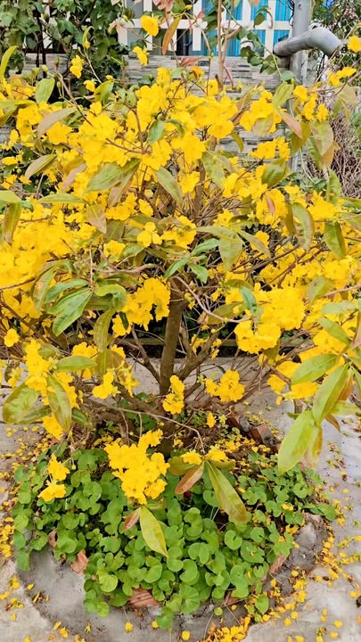 Đất Diễn Châu 147m² - Lô Đầu Tư Duy Nhất Giá Hời