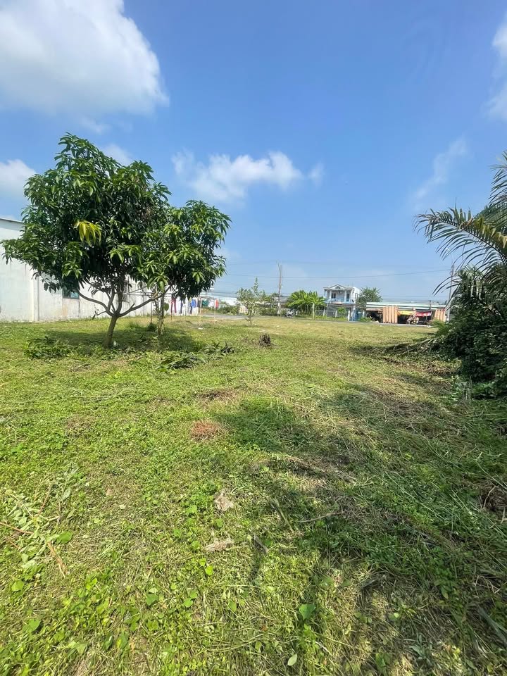 Đất nền Quốc lộ 50 Cần Đước 1115m² - Tiềm năng tăng giá vượt trội!