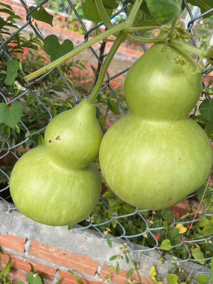 Bán Đất Tặng Nhà Phường Long Hoa, Tây Ninh - 116m² Thổ Cư, Giá 6xx Triệu