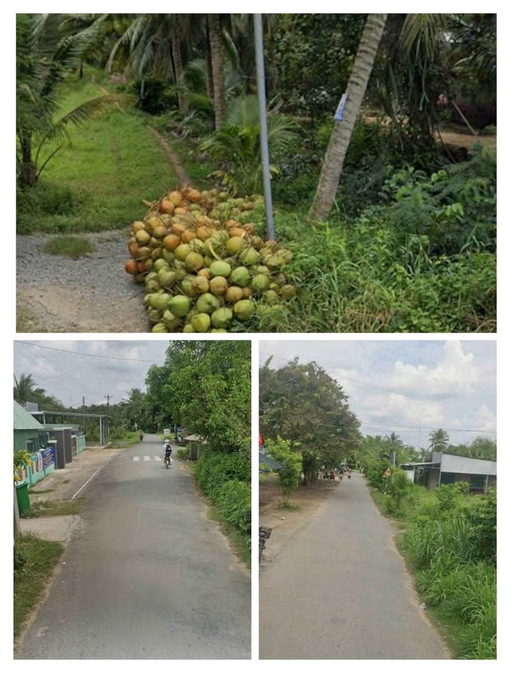 Đất Vườn Tân Thanh, Giồng Trôm 3000m² - Sổ Đỏ Chính Chủ, Giá 3 Tỷ!