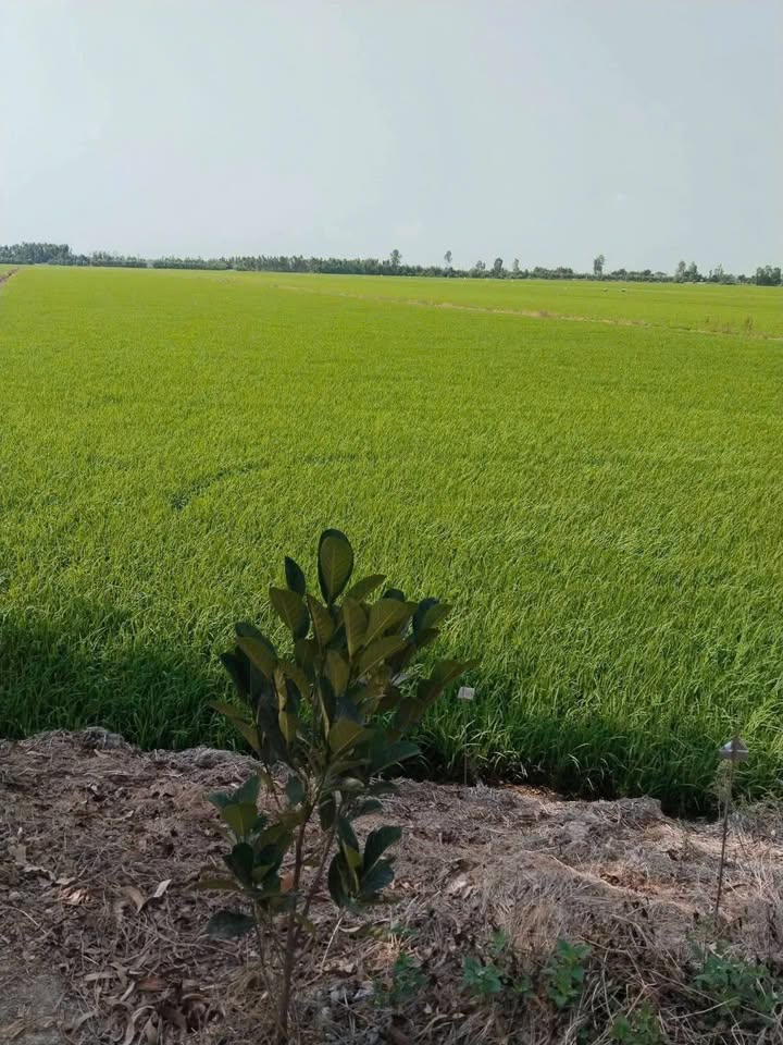 Đất nền Nhơn Hoà, Tân Thạnh 21400m² - Đường ô tô cập đất!