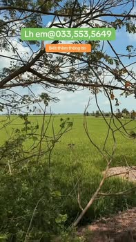 Đất Vườn Tân Hưng Long An 42.000m² - Giá Đầu Tư 120 Tỷ