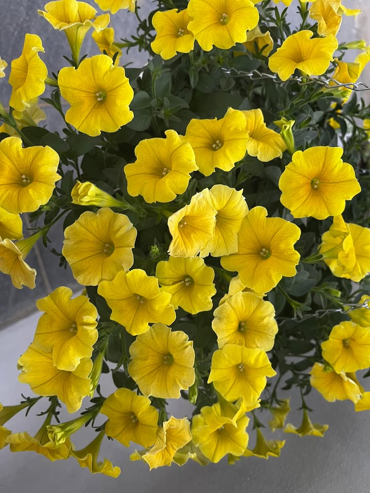 Bán Đất Mộc Châu 260m² - Sổ Hồng Sẵn, Vị Trí Trung Tâm