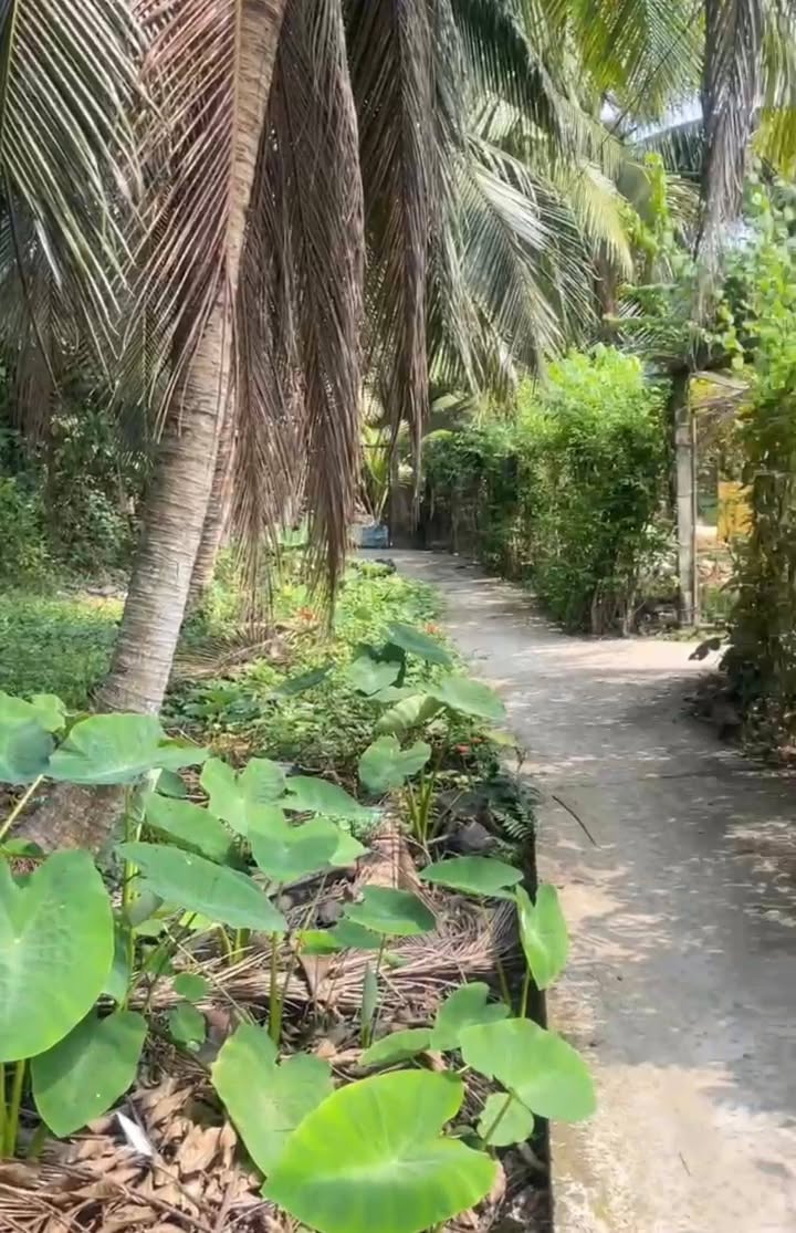 Đất nền Tân Hội, Cai Lậy 80m² - Sổ đỏ chính chủ, giá đầu tư 260 triệu