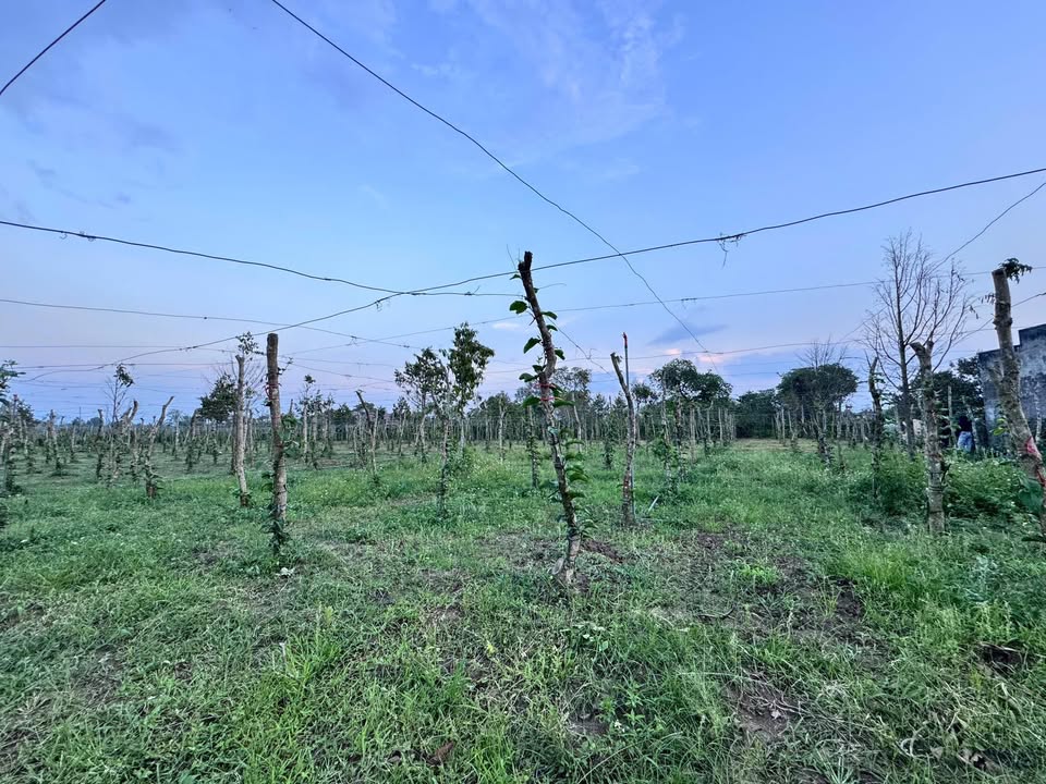 Đất nền Ea Kmut, Đắk Lắk - 250m² giá 3 tỷ, sổ đỏ sẵn sàng giao dịch