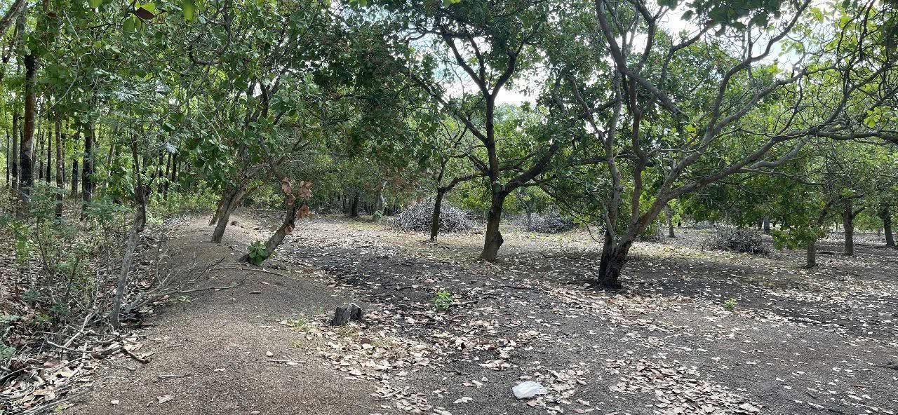 Đất Vườn Điều 9000m² Bình Phước - Giá Đầu Tư 792 Triệu