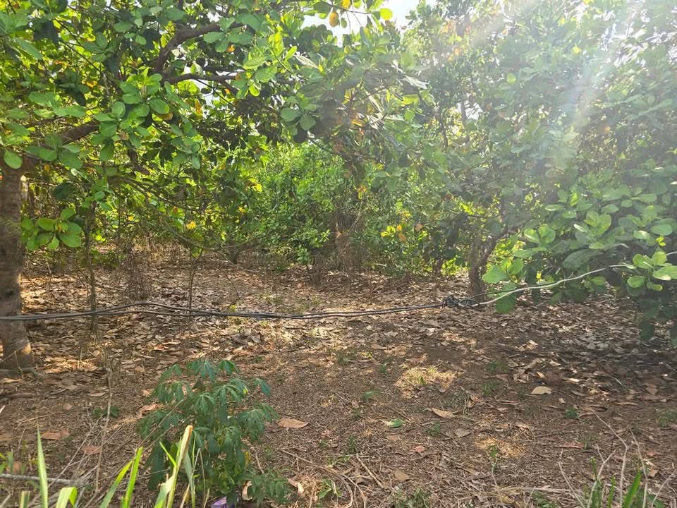 Đất nền Chơn Thành 1200m² - Sổ hồng chính chủ, Tiềm năng tăng giá