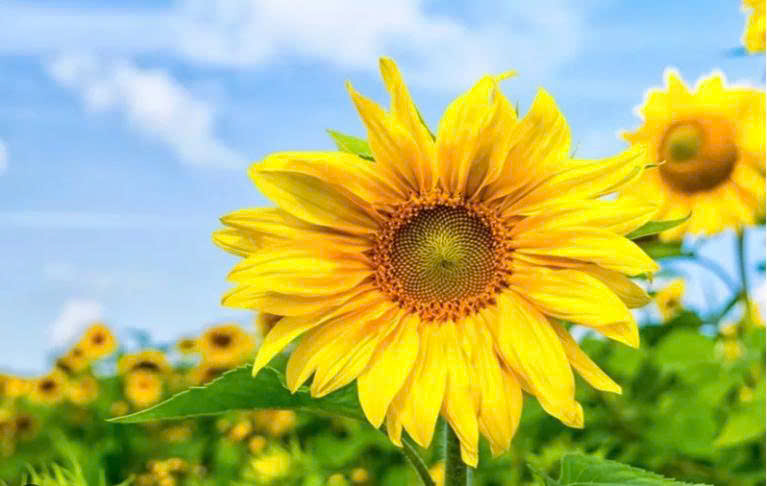 Căn hộ Nam Trung Yên Cầu Giấy 43m² 3.7 tỷ - Bàn giao ngay