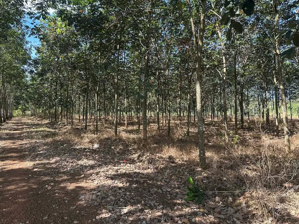 Đất nền Minh Lập, Chơn Thành 4000m² - Đường to ô tô, mặt tiền 80m!