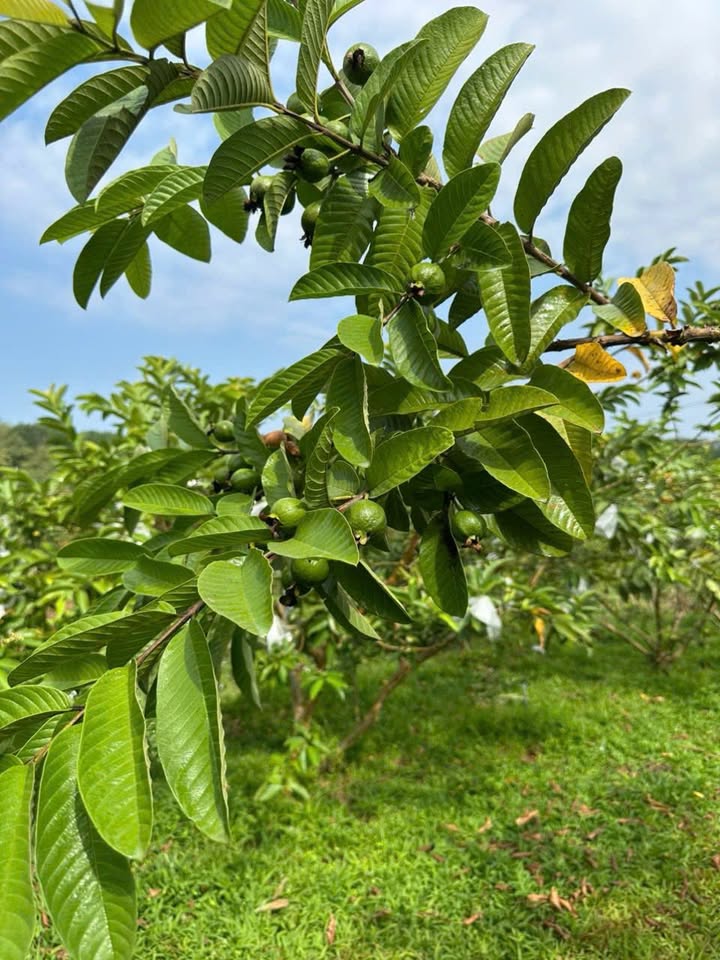 Đất Vườn Lộc An, Long Thành 1080m² - Sổ Hồng Rõ Ràng, Giá Đầu Tư Tốt!