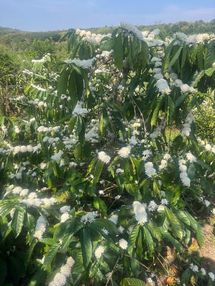 Bán Gấp Đất Vườn 1.4ha Ea Lê, Đắk Lắk - Giá Đầu Tư 1.15 Tỷ