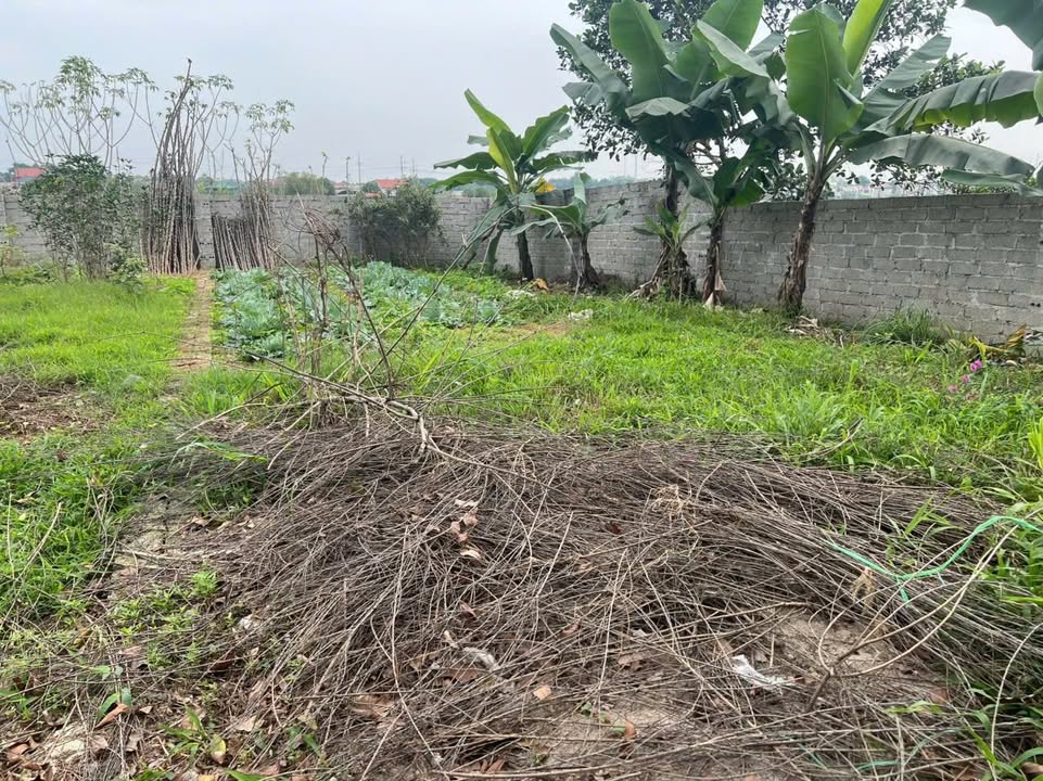 Đất nền Sơn Tây 100m² - Sổ đỏ thổ cư, ô tô tránh