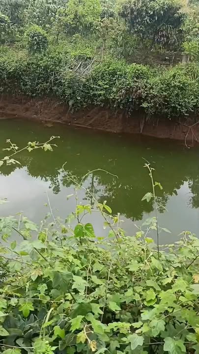 Đất vườn Đắk Mil 3500m² Quốc lộ 14 - Đầu tư sinh lời!