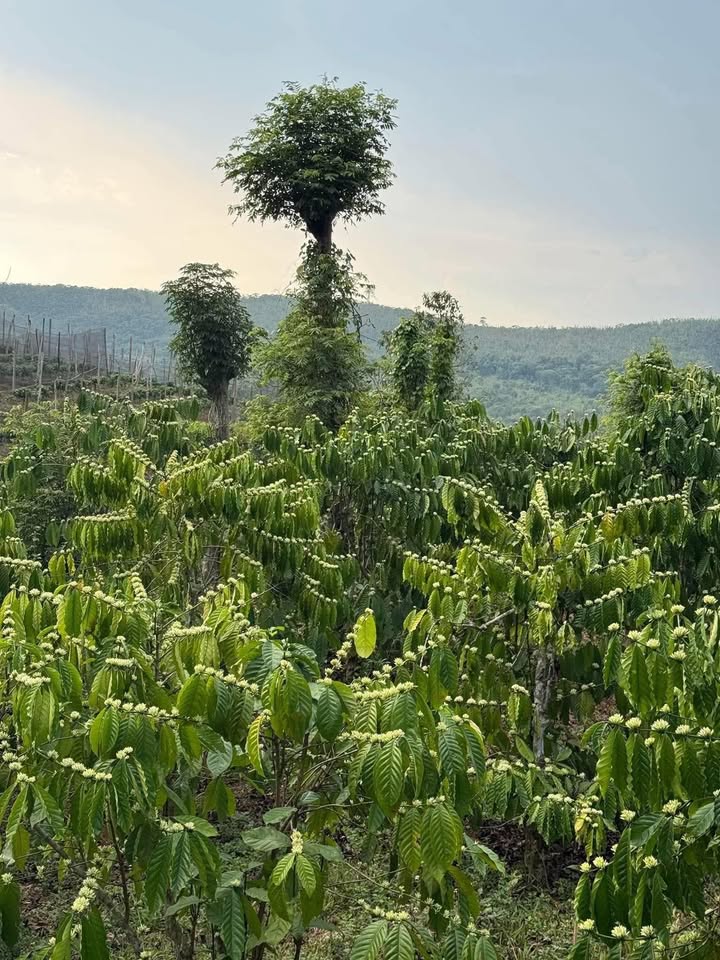 Đất nền Thuận An, Đắk Mil 14400m² - Sổ đỏ chính chủ