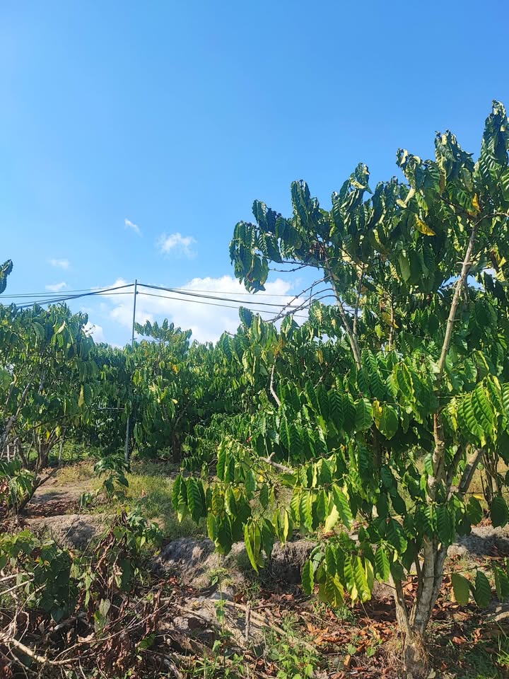 Bán Đất Thổ Cư 3600m² Hòa Bắc, Di Linh - Sổ Đỏ Chính Chủ, Giá Tốt