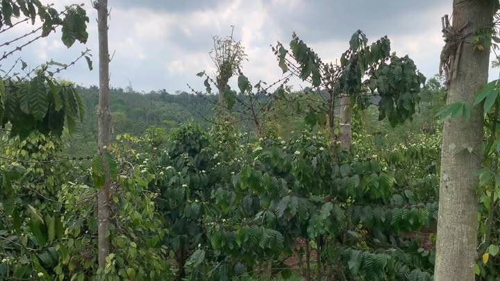 Đất vườn Thuận Hạnh Đắk Song 2520m² - Sổ hồng rõ ràng!