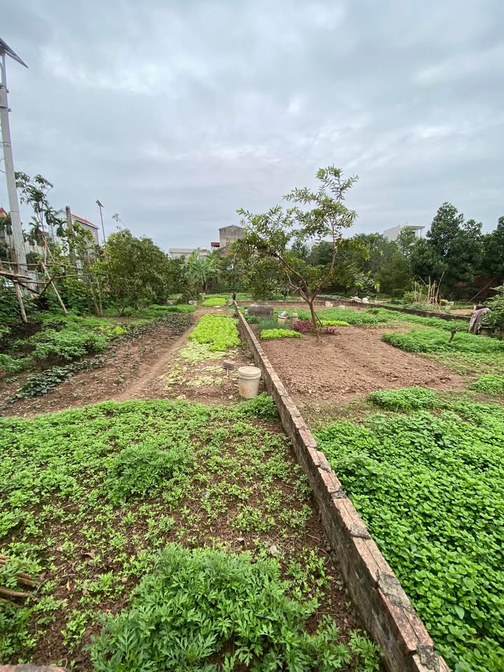 Đất nền Xã Hồng Hà, Đan Phượng 346m² - Sổ đỏ chính chủ