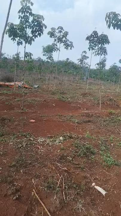 Đất Nông Nghiệp Đak Ơ Bình Phước 30.000m² - Tiềm năng sinh lời vượt trội!