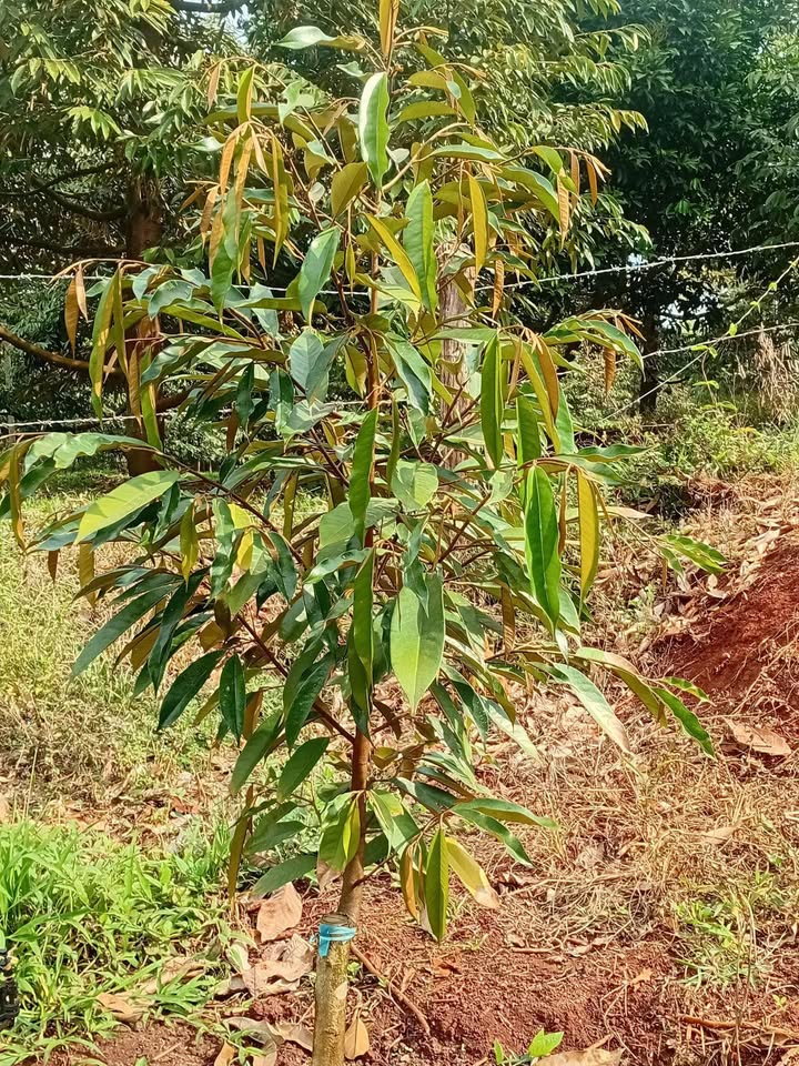 Bán gấp Farm 540m² Lộc An, Bình Phước - Sầu riêng Thái thu nhập cao