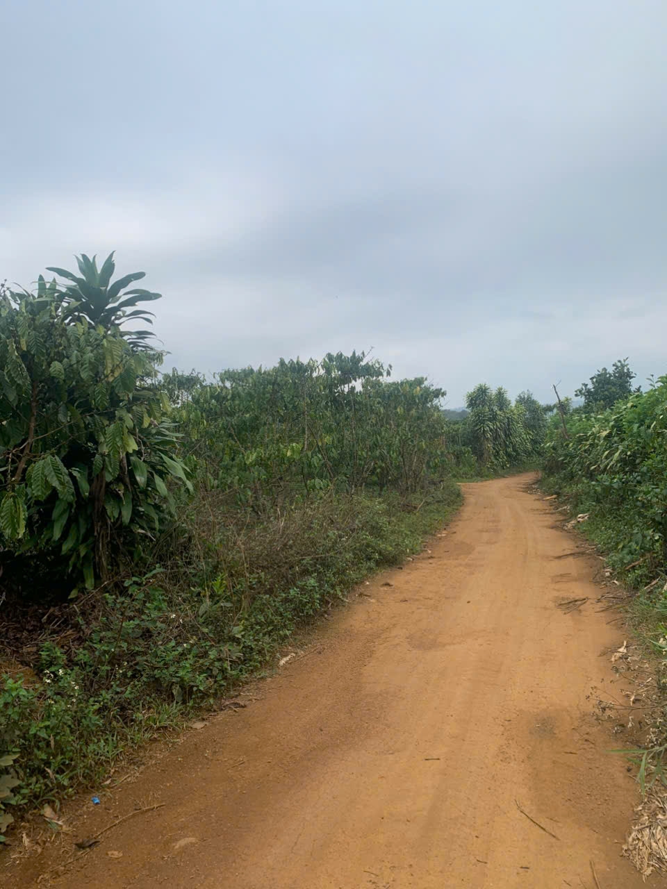 Đất nền Phường 2 Bảo Lộc 4500m² - Sổ đỏ chính chủ, đường lớn 4m!