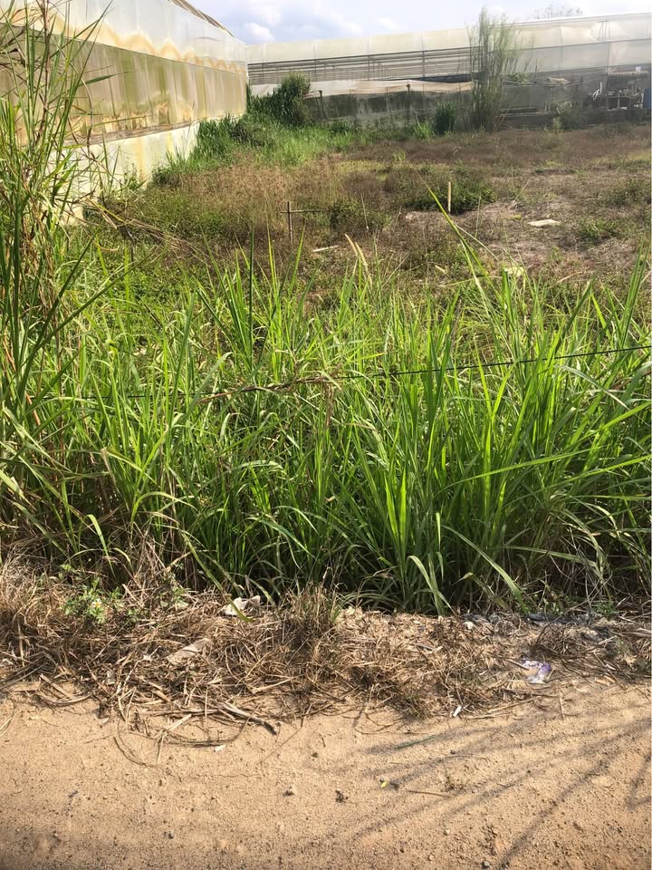 Đất nền 135m² mặt tiền đường Phan Đình Giót, Đà Lạt - Giá 1.25 tỷ