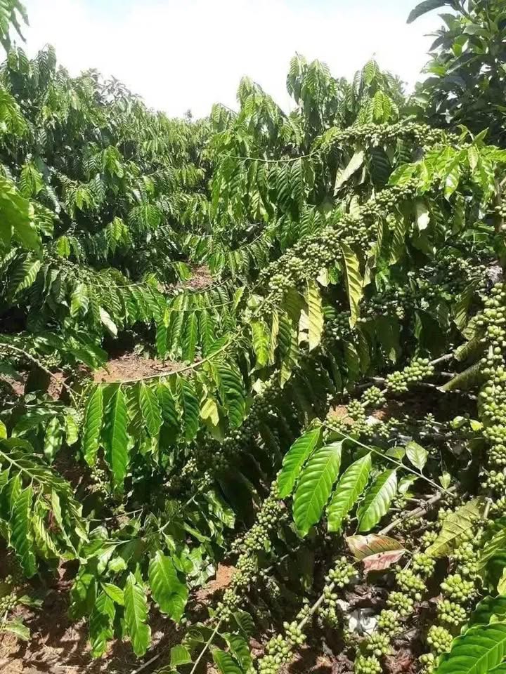 Đất Vườn Cà Phê Lâm Hà 1.5ha - Đầu Tư Sinh Lời Hấp Dẫn