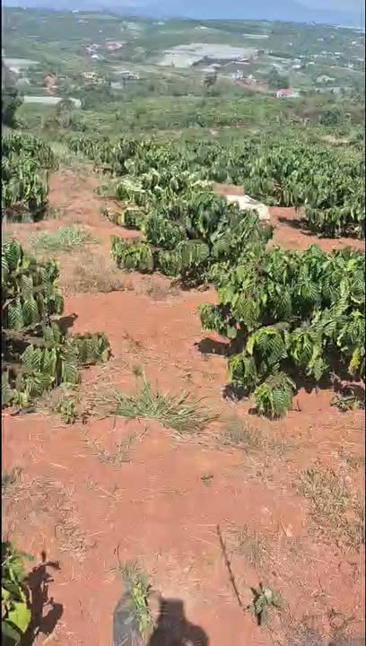 Đất nền Tân Hà, Lâm Hà 3348m² – Sổ đỏ chính chủ, mặt đường lớn!