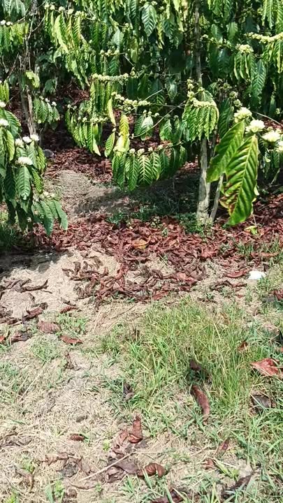 Đất nền Đạ K' Nàng 10.000m² - Đường to ô tô, sổ đỏ chính chủ!