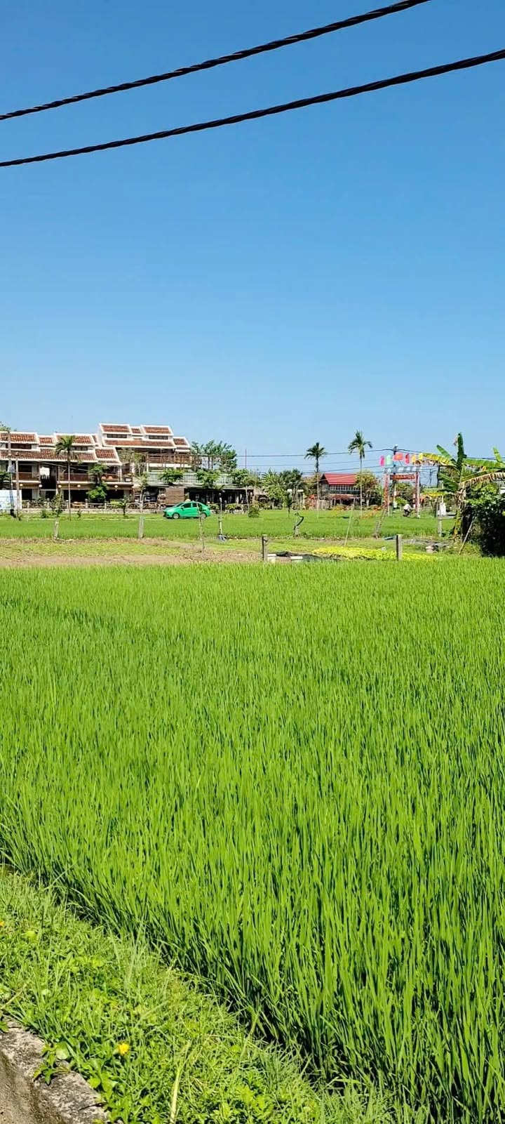 Đất nền Cẩm Châu, Hội An 200m² - View lúa tuyệt đẹp, tiềm năng sinh lời!