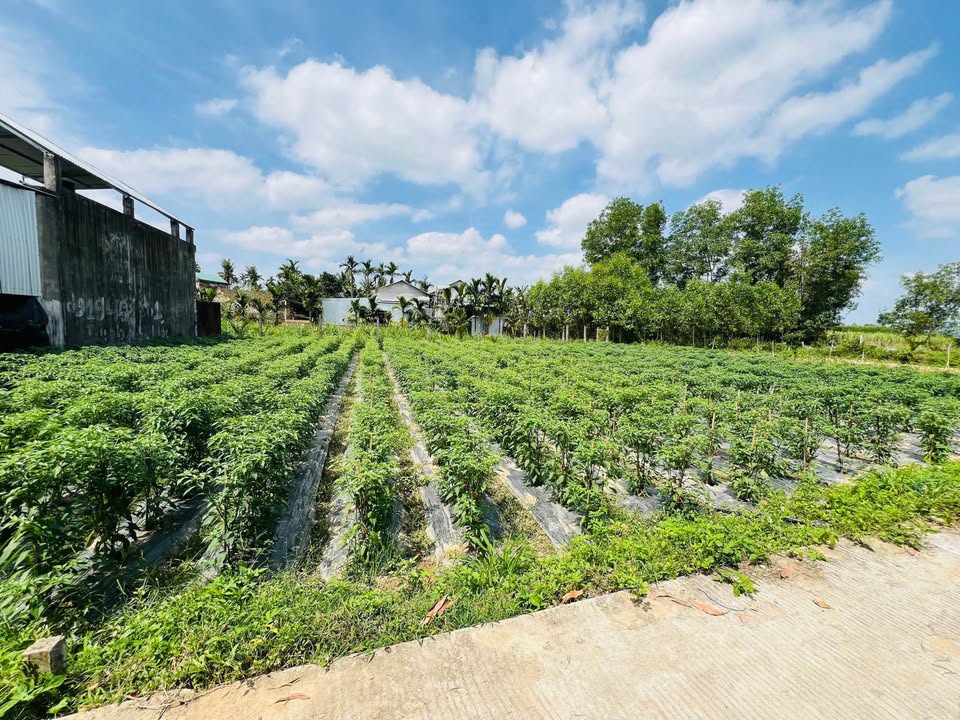 Đất Nền Tịnh Ấn Tây 124m² - Sổ Hồng Sẵn Sàng Gần Võ Nguyên Giáp