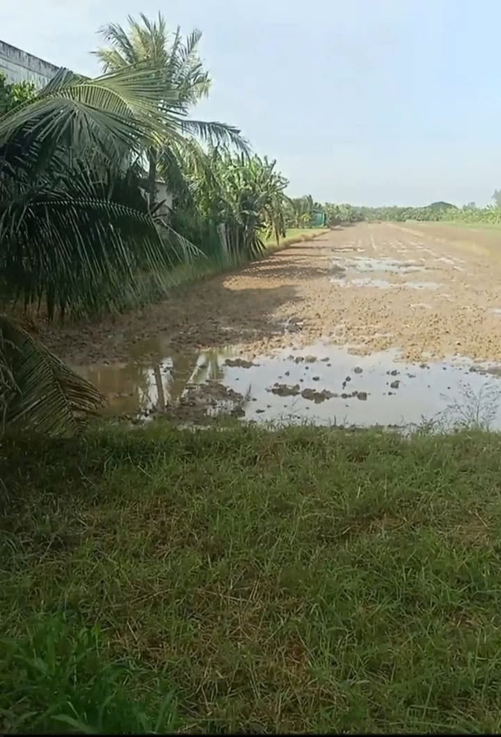 Đất ruộng Mỹ Nhơn, Ba Tri 4400m² giá 968 triệu - Đường to ô tô