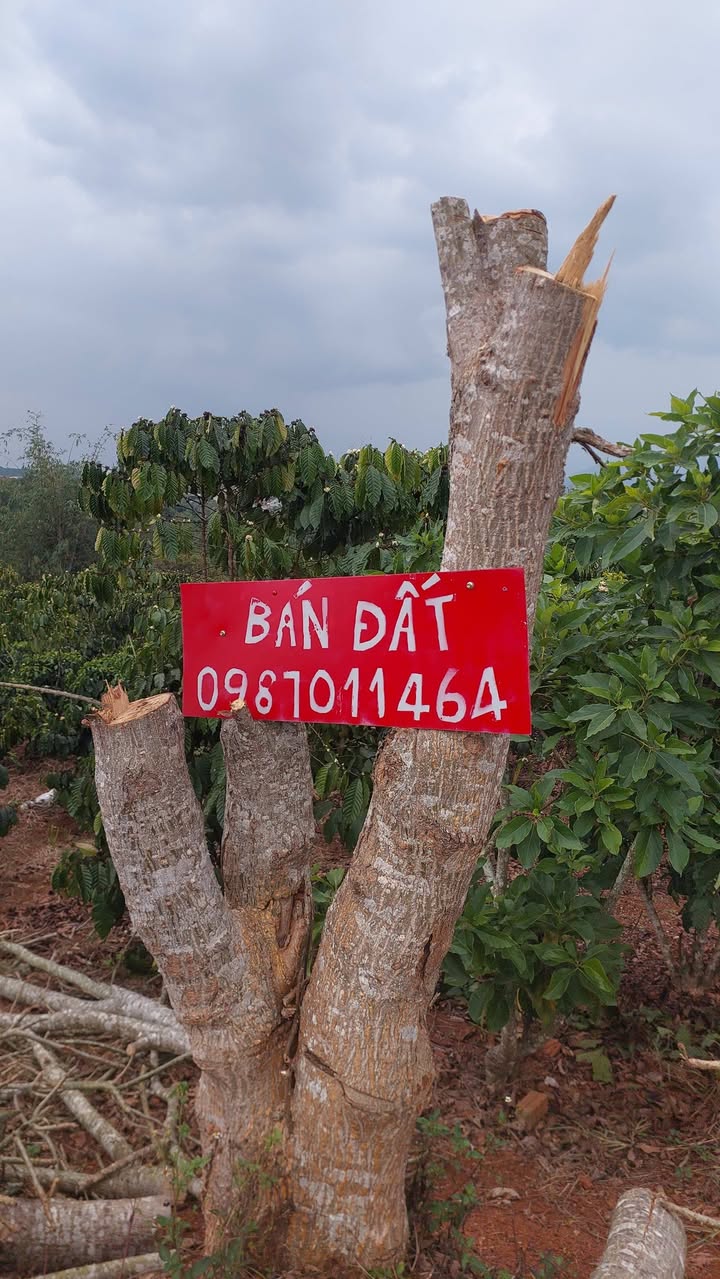 Đất nền Đà Lạt 1440m² - Mặt tiền 110m, quy hoạch full thổ cư!