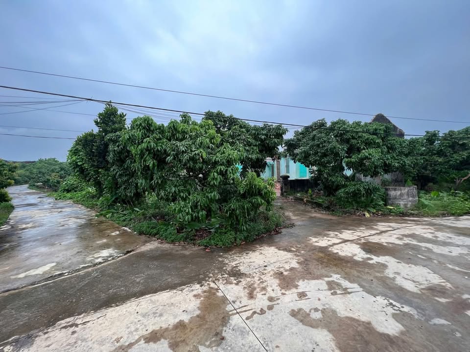 Đất nền Lục Nam, Bắc Giang 300m² giá 300 triệu - Vuông vức, thổ cư sẵn!