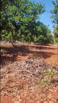 Đất vườn Tân Lợi Đồng Phú 4.1ha - Tiềm năng tăng giá vượt trội!