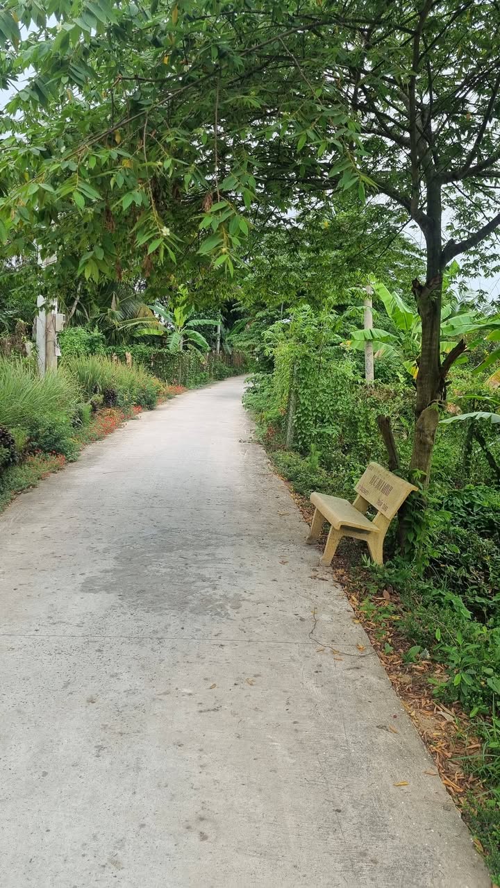 Bán Nền Cây Lâu Năm 4737m² Phường 5, Cai Lậy - Giá 700 Triệu