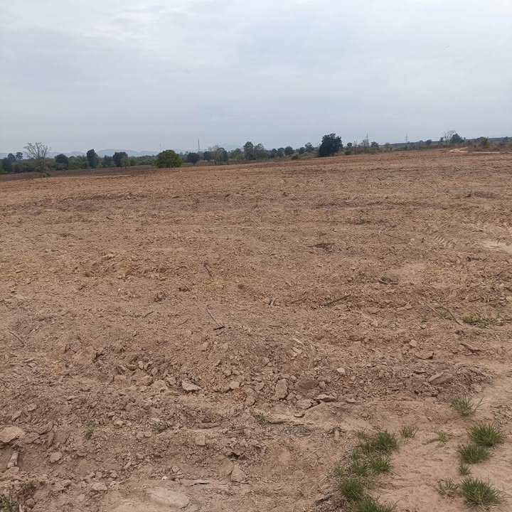 Bán Gấp Đất Vườn 1.9ha Buôn Đôn, Đắk Lắk - Sổ Đỏ Sẵn Sàng