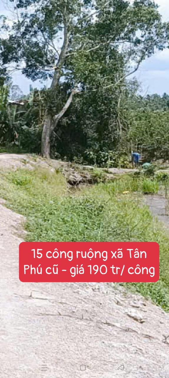 Bán 5700m² Đất Ruộng Tân Phú Vĩnh Long Giá 190 Triệu