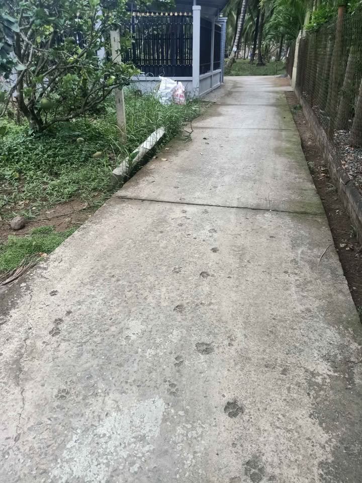 Đất Vườn 711m² Thị Trấn Bình Đại, Bến Tre - Giá Đầu Tư 950 Triệu