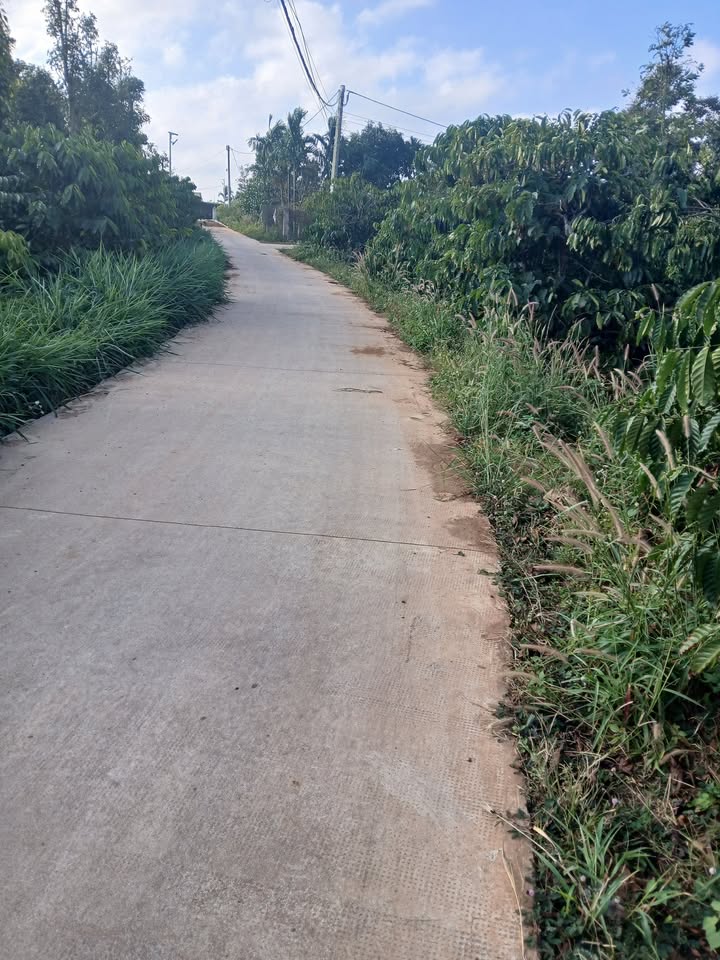 Đất Vườn Đắk Nông 10.000m² - Vườn Tiêu, Cà Phê Thu Nhập Khủng